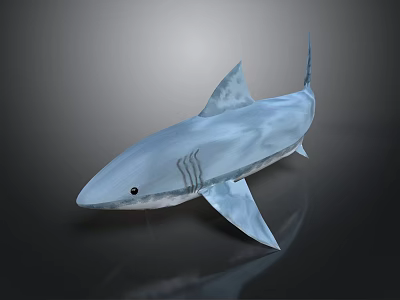 Realistic 3D Shark Model With Blue Transparent Texture Fins Tail And Gray Gradient Background 3d model