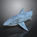 Realistic 3D Shark Model With Blue Transparent Texture Fins Tail And Gray Gradient Background