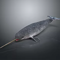 Realistic Narwhal With Long Spiral Tusk Gray Body On Dark Background