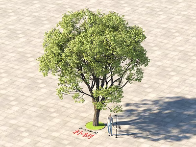 Lush Green Arbor With Thick Trunk And Person Standing Under On Paved Ground 3d model