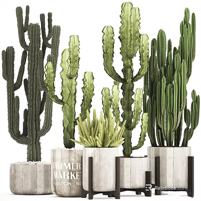 Modern Garden Decor Featuring Various Cacti Plants In Stylish Planters 3d model