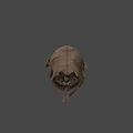 Ancient Fossil Skull With Brown Cracked Surface On Blue Background