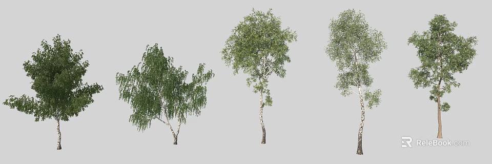 Three Standing Birch Trees With Lush Green Leaves And White Trunks 3d model