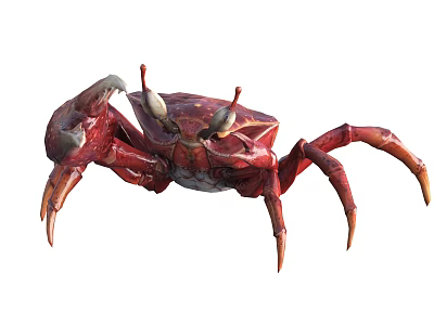 Red Aquatic Crab With Large Claws And Prominent Eyes In Natural Habitat 3d model