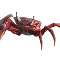 Red Aquatic Crab With Large Claws And Prominent Eyes In Natural Habitat