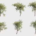Various Arbor Specimens Showcasing Diverse Branch Structures and Lush Green Foliage 3d model