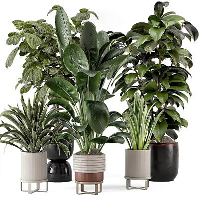 Various Indoor Potted Plants With Large Green Leaves And Decorative Pots 3d model