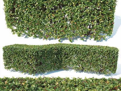 Lush Green Pruned Shrub Hedge With Top Bottom Side Views For Garden Landscape 3d model