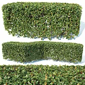 Lush Green Pruned Shrub Hedge With Top Bottom Side Views For Garden Landscape