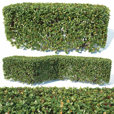 Lush Green Pruned Shrub Hedge With Top Bottom Side Views For Garden Landscape 3d model