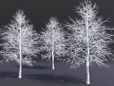 Three Leafless Trees With White Trunks and Intricate Branches Against Dark Background 3d model