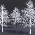 Three Leafless Trees With White Trunks and Intricate Branches Against Dark Background