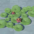 Pink Lotus Flowers With Green Lily Pads And Water Droplets On Water Surface