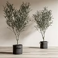 Minimalist Bonsai Potted Olive Trees in Black Bucket Planters for Modern Home Decor