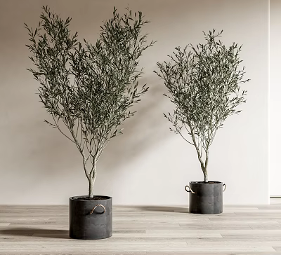 Minimalist Bonsai Potted Olive Trees in Black Bucket Planters for Modern Home Decor 3d model