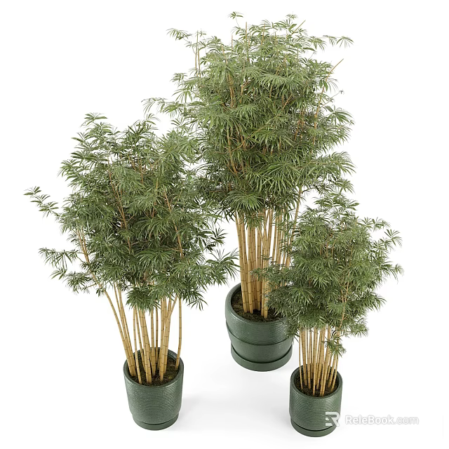Elegant Bonsai Bamboo Potted Plants With Various Sizes For Indoor Decor 3d model 