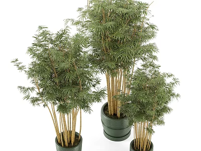 Elegant Bonsai Bamboo Potted Plants With Various Sizes For Indoor Decor 3d model