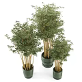 Elegant Bonsai Bamboo Potted Plants With Various Sizes For Indoor Decor