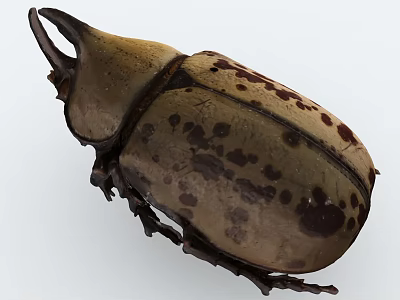 Detailed Rhinoceros Beetle With Brown Spotted Body Horned Head Closeup View 3d model