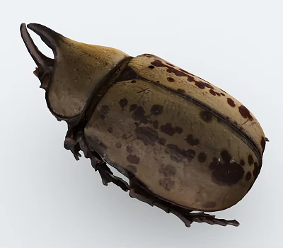 large beetle insect 3d model
