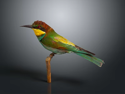 Colorful Bird With Vibrant Green Yellow Brown Feathers Perched On Wooden Branch Against Dark Background 3d model