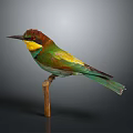 Colorful Bird With Vibrant Green Yellow Brown Feathers Perched On Wooden Branch Against Dark Background