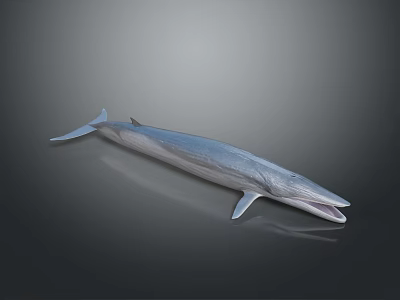 Large Blue Aquatic Animal Whale With Open Mouth On Gray Background Showing Reflection 3d model