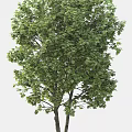 Deciduous Trees Displaying Green And Orange Leaves Across Different Seasons