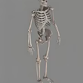 human skeleton 3d model