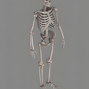 human skeleton 3d model