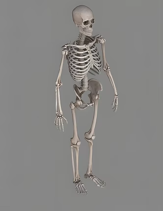 human skeleton 3d model