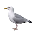 White Seagull With Grey Wings Standing In Natural Posture And Detailed Feathers