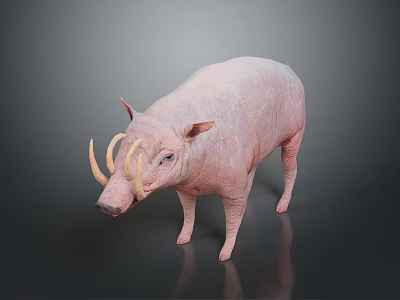 Pink Pig With Curved Tusks Standing On Dark Reflective Surface 3d model