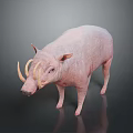 Pink Pig With Curved Tusks Standing On Dark Reflective Surface 3d model