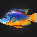 Colorful Tropical Fish With Vibrant Blue Orange And Yellow Scales On Black Background