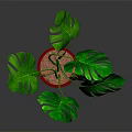 Lush Green Monstera Plant With Large Leaves In Red Pot On Gray Background
