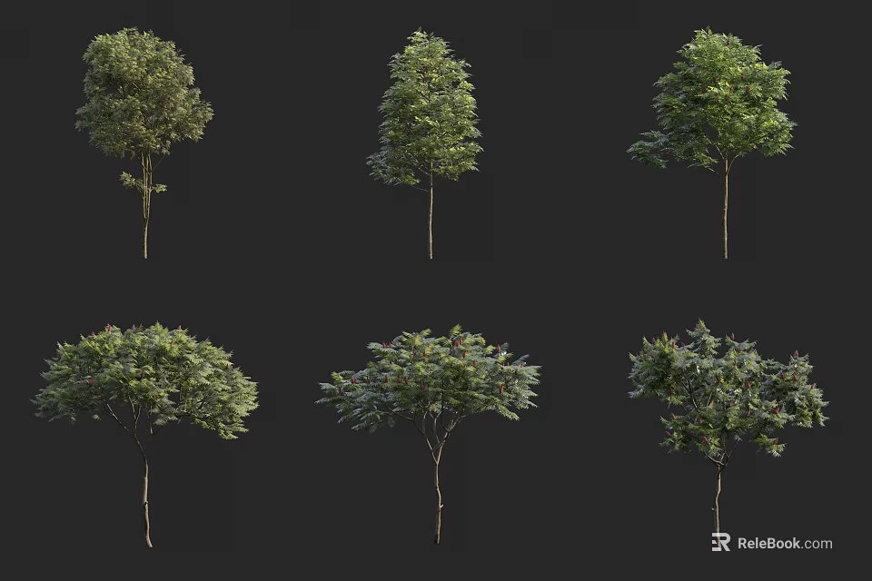 Different Arbor Tree Varieties With Green Foliage And Various Growth Forms For Landscaping 3d model