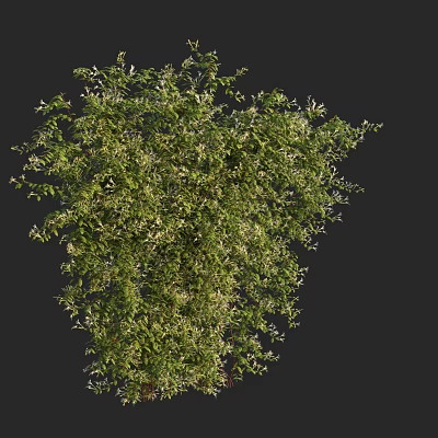 Lush Green Shrub with Dense Foliage and White Flowers for Garden Landscaping 3d model