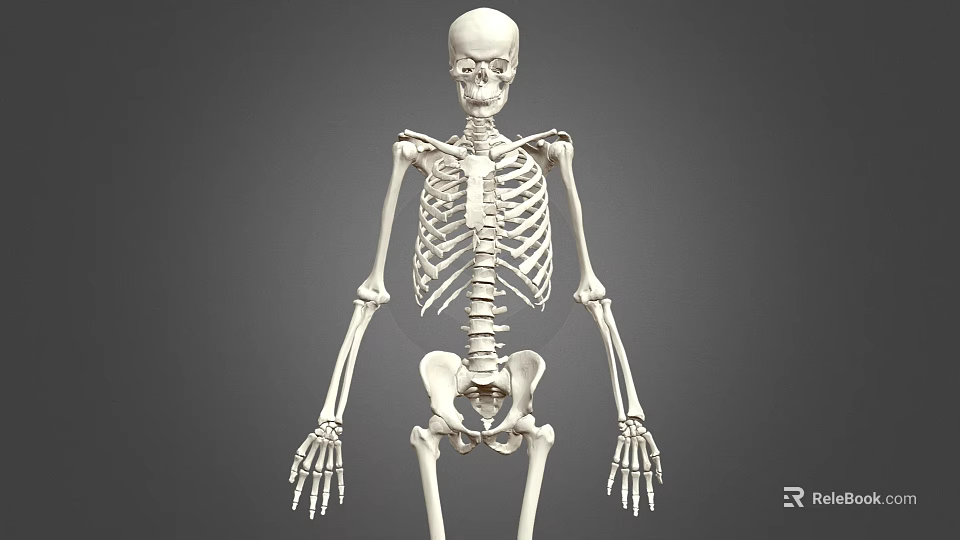 Medical Equipment Human Skeleton Model with Anatomical Details for Education 3d model 