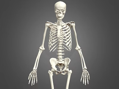Medical Equipment Human Skeleton Model with Anatomical Details for Education 3d model