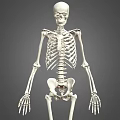 Medical Equipment Human Skeleton Model with Anatomical Details for Education