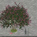 Arbor With Pink Flowers And Green Leaves On Gray Square Tiles People Measuring Height
