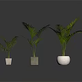 Three Potted Palm Plants of Various Sizes in Different Ceramic Concrete Pots Indoor Reflection