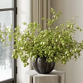 Lush Green Bonsai Plant With Small Fruits In Black Pot Against Snowy Window Curtains
