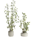 Decorative Vase With Green Leafy Plants And Tall Branches For Home Interior