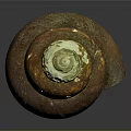 Aquatic Snail Shell With Brown Orange Green Textured Shiny Surface On Dark Background And Reflection 3d model