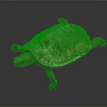 Turtle With Green Brown And Orange Shell Detailed Texture On Dark Background 3d model