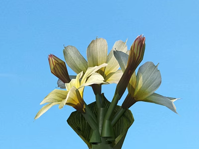 White and yellow flowers with blooming petals and buds against blue sky 3d model