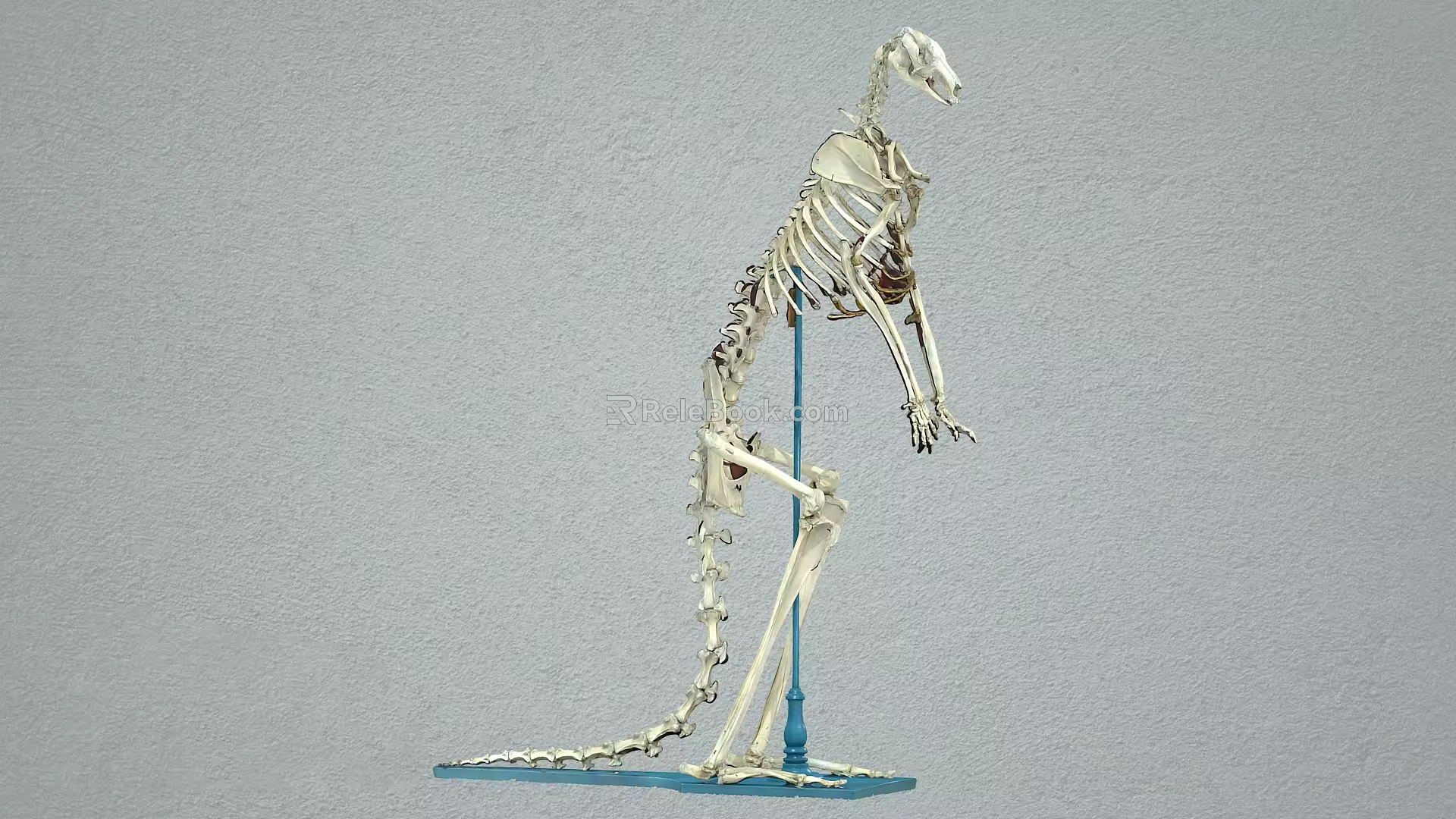 kangaroo skeleton animal skeleton kangaroo 3d model