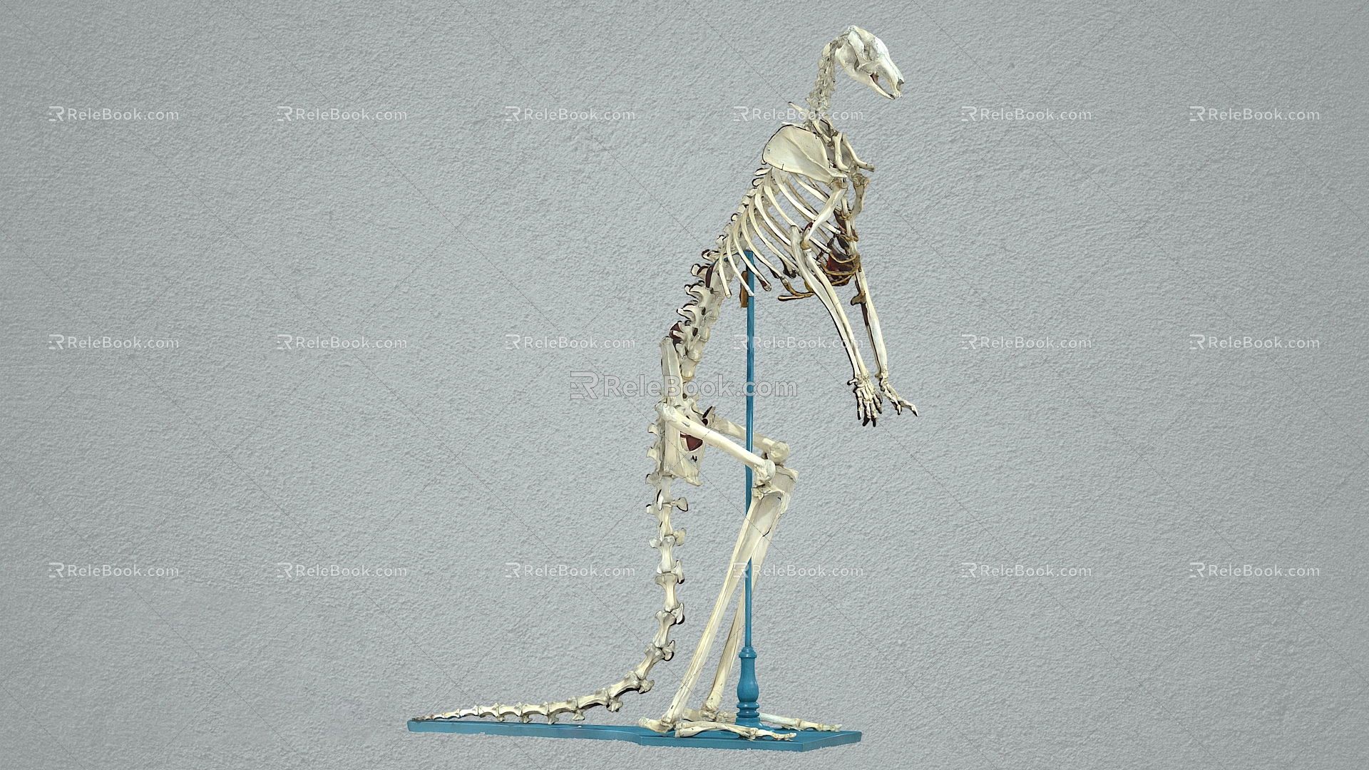 kangaroo skeleton skeleton animal skeleton kangaroo model